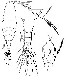 Espèce Acartia (Acartiura) longiremis - Planche 17 de figures morphologiques